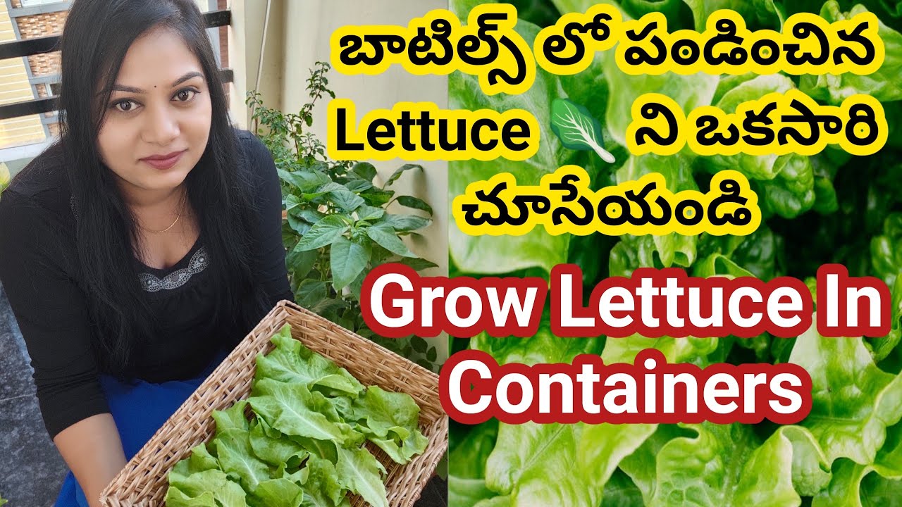 How To Grow Lettuce From Seed To Harvest Grow Lettuce In Containers