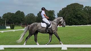 Zenith Diamond - 4 yo YEH Dressage - The Vista Aiken - Sept 2022