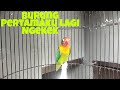 Suara Burung Perdanaku Ngekek Ngetik Mp3 - Mp4 Download
