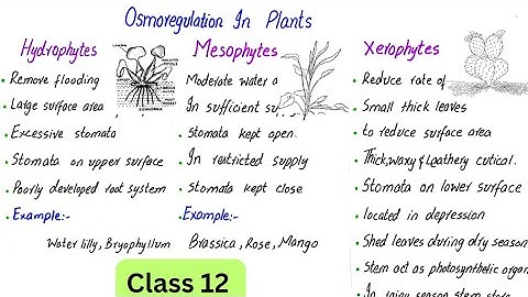 Osmoregulation in plants | class 12