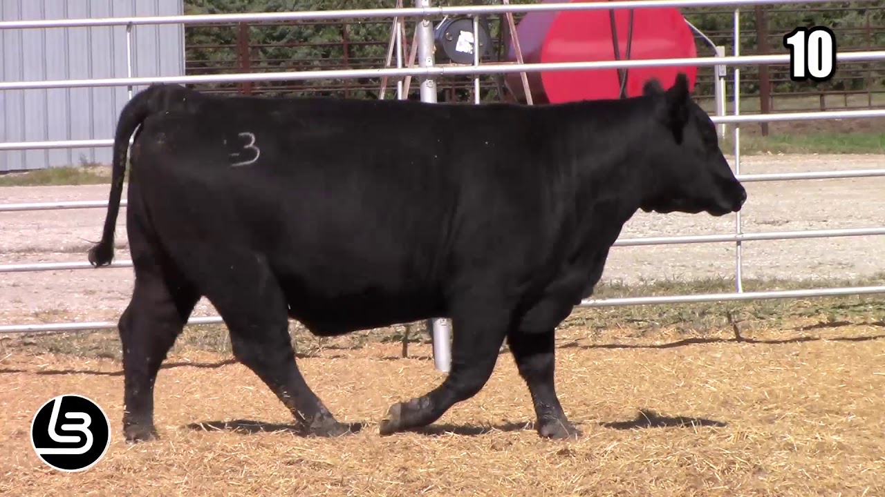 angus tasty Mill Brae Ranch Lot 10