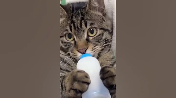 Watch the video about #Munchkin# cat #tabby #cat #Scottish Fold #Scottish #Straight