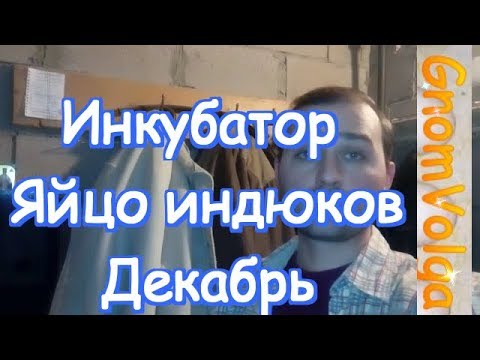 Инкубатор Яйцо индюков Декабрь