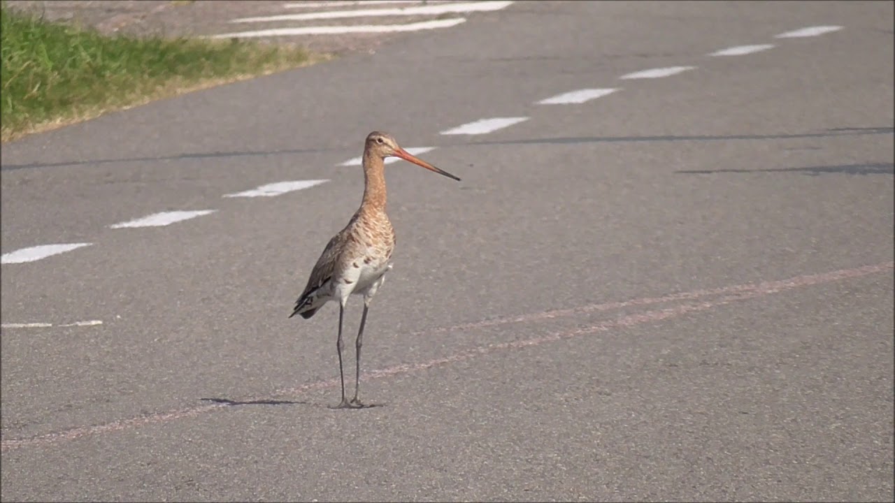 Black-tailed Godwit dangerous behavior. 