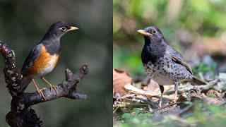 Tiếng Chim Hoét - SOB ll Tiếng Chim Hoét Bụng Trắng ll Tiếng Chim Hoét Ngực Đen