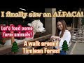 Finally Saw an ALPACA! | Feeding Some Farm Animals| A Tour Around Tirolean Forest|