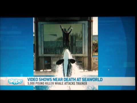 Analysis of Captive Orca Kasatka attacking Trainer...