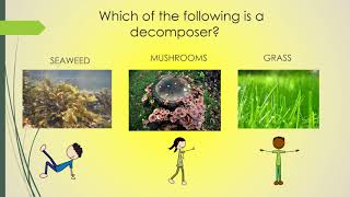 3rd Grade Producers, Consumers and Decomposers 3rd Grade Producers, Consumers and Decomposers