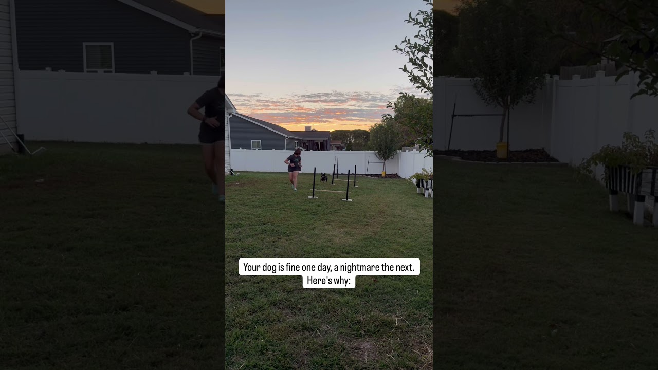 Some days your dog is fine. Some days they lose their mind at the same trigger.