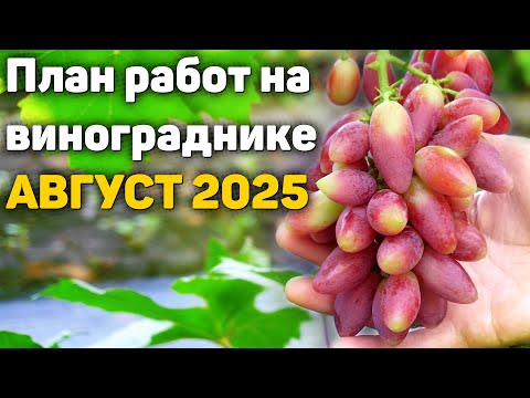 План работ на винограднике - АВГУСТ 2025