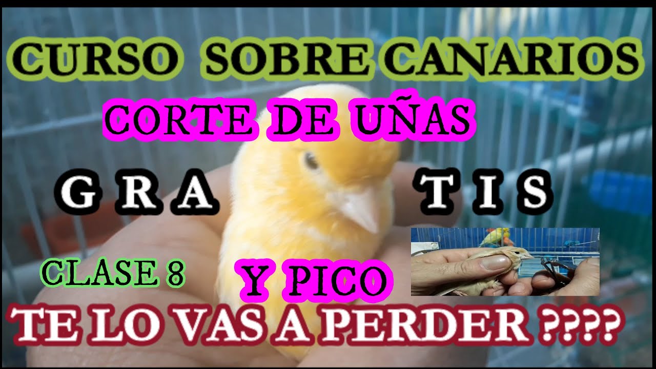 COMO CORTAR UÑAS Y PICO A CANARIOS//PARA QUE ?? Y POR QUE ?? - YouTube