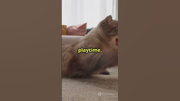 Why Cats Chase Laser Pointers Part 2
