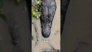 3 Deadly Creatures Hiding in the Amazon