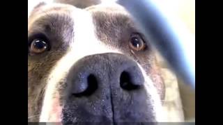 Urgent Madden Needs A Foster Only Has 3 Days