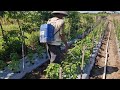 INSANE FARM PROCESS! WATCH CHILI PLANTS THRIVE WITH LIQUID FERTILIZER!-agriculture farming