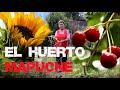 Kinwa - Secretos del Huerto Ancestral Mapuche - La Huerta en Casa -