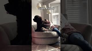 Big Dog, Soft Heart (Newfoundland)❤️#newfoundlanddog#newfie#gentlegiant#bigdog#funny #dogvideo #fyp