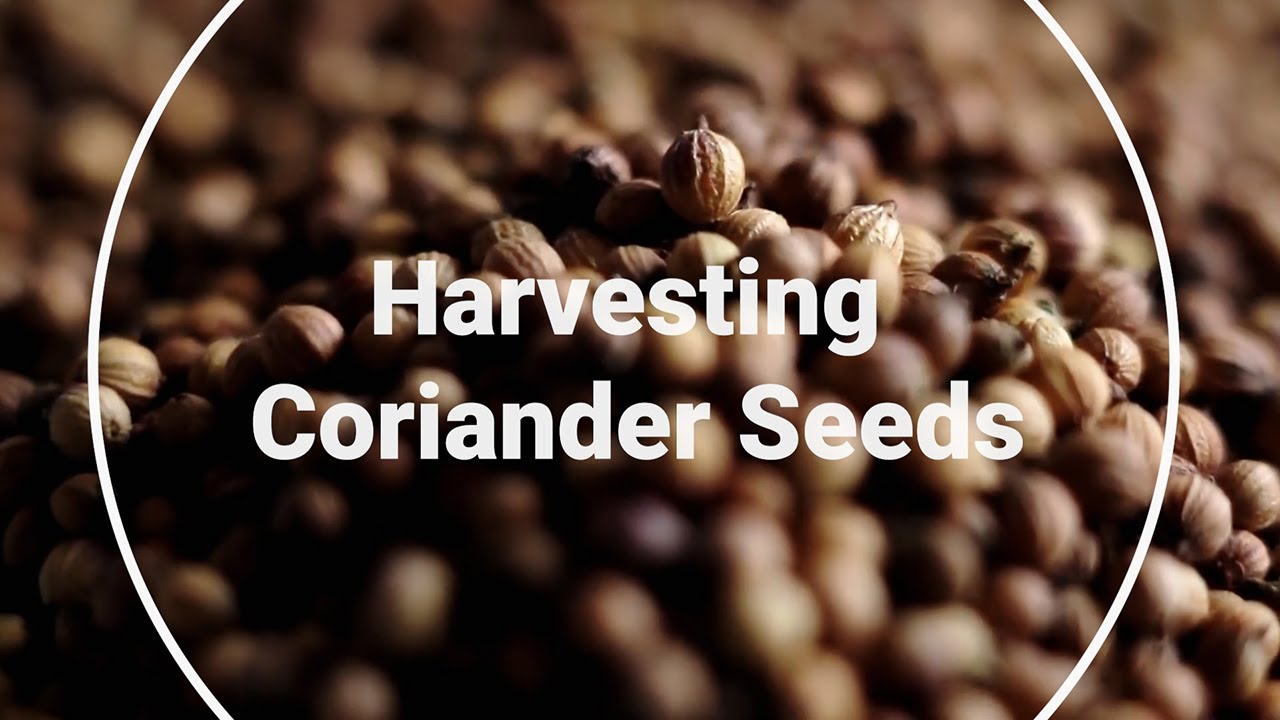 Harvesting Coriander Seeds YouTube