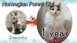 Record of Norwegian Forest Cat kittens until 1 year old (Japan, KAWAII)