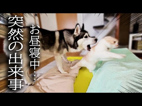 犬と猫と一緒にお昼寝してたらこうなっちゃいました...