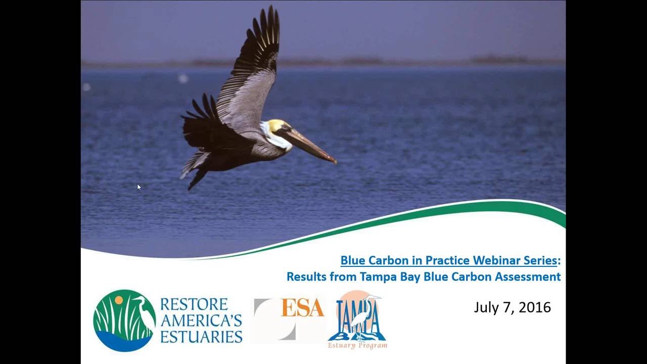 Webinar: Blue Carbon in Practice: Results from Tampa Bay Blue Carbon Assessment