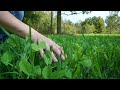 How To Create The PERFECT Food Plot