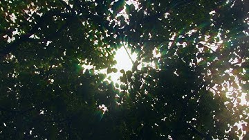 David Smout - A Thousand Days of Rain (Official Music Video)