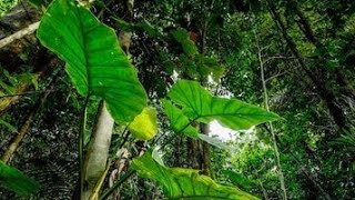 Pluie dans Forêt Tropicale pour se Relaxer et Dormir 🌿 Rain in Tropical Forest | Sleep Aid