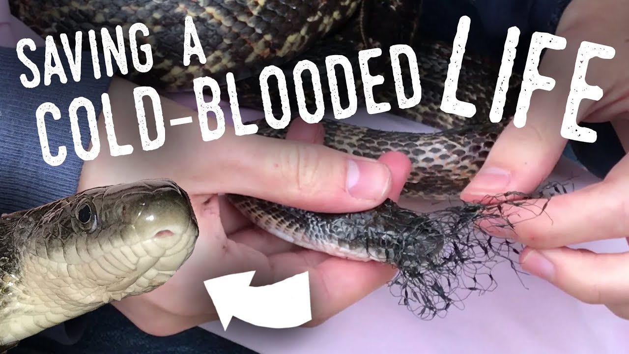 brian williams This Snake Was Nearly KILLED by TRASH!