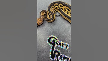 Amazing Hurricane Leopard Clown Ball Python Hatched At Gray