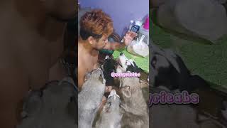 PRAYER BEFORE A DOG'S MEAL #shorts #shortvideo #siberianhusky #husky #dog #doggo #dogsprayer