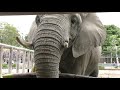 ゾウさんに竹の子をあげよう！　東武動物公園