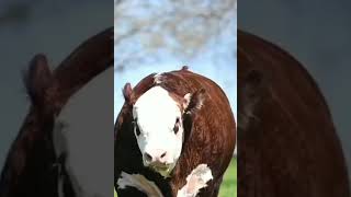 Masha Allah Juma Kariim Asxabta