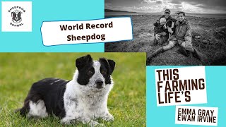 World record most expensive sheepdog, Sheepdog School's Emma Gray trains Meg.