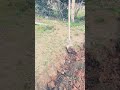 کێڵانی زەوی بۆ چاندنی نەمام  حرث ارض  