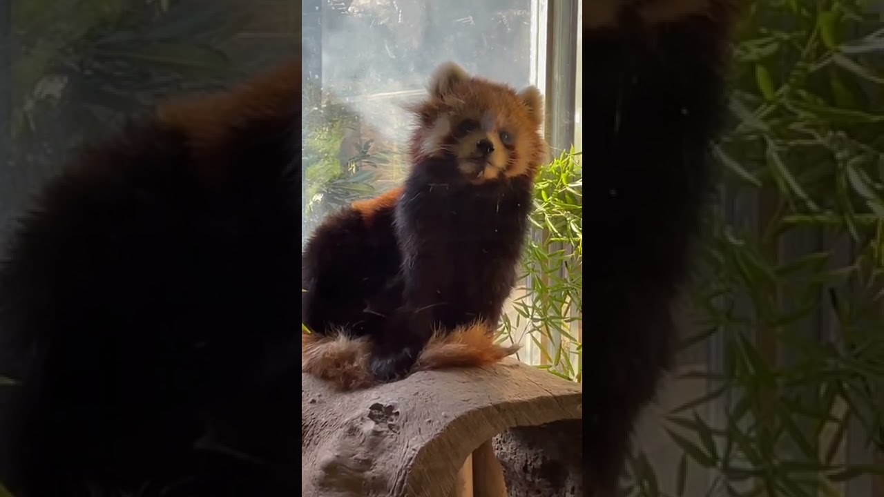 Red Panda Cute 5 