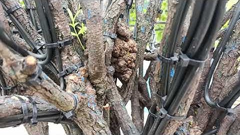 Hoa Mẫu Đơn ( xù ) - Cây bông trang độc lạ chưa từng gặp.