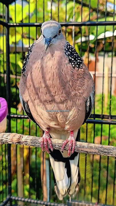 pancingan derkuku super jernih gacornya #suara #burung #derkuku #spotted #birds #dove