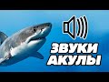 Звук акулы: какой звук издаёт акула?