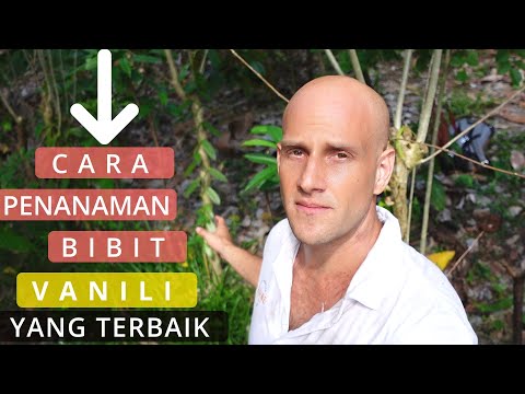 Cara Penanaman Vanili Yang Baik Cara Penanaman Vanili Yang Baik