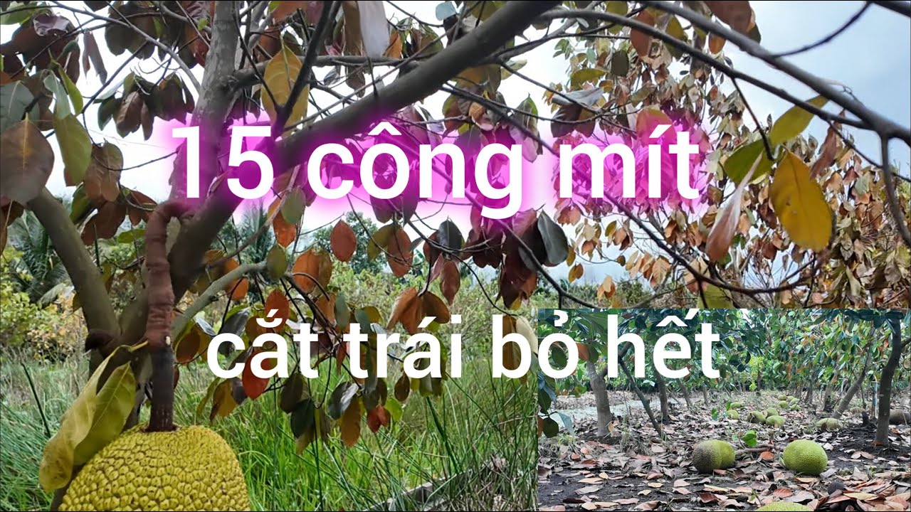 15 Công Mít Cắt Trái Bỏ Hết - Nông Dân Trắng Tay