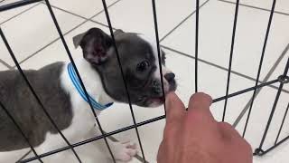 The Pet Zone Puppies at Crossgates Mall 4/9/2024