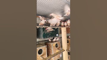 ALL ABOUT JAVA SPARROWS | LIKE AND SUBCRIBE #javasparrow #finches  #parrot #fawnjava #lovebirds