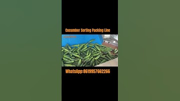 Cucumber sorting packing line #fruitsorting #farming #cucumber