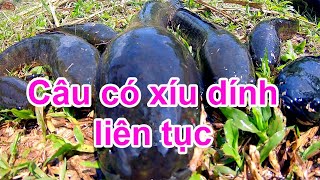 Câu cá lóc về bãi cũ Đập Phước Hòa không ngờ cá ăn mạnh