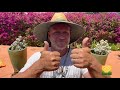 Botany Beats 8 Botany Beats 8