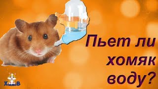 ПЬЕТ ЛИ ХОМЯК ВОДУ? ПЬЕТ ЛИ ХОМЯК ВОДУ?