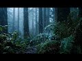 Sleep Naturally with Heavy Rain Deep in the Forest 🌧️ | Cinematic Nature Rain Sounds