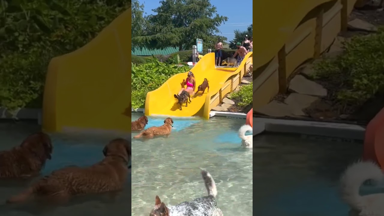 Doggie Beach 2023 #doggie #nrh #waterpark