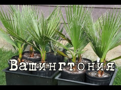 Video: Peyzajda Dracaena ekish: ochiq dracaena o'simliklariga g'amxo'rlik qilish